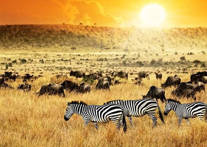 safari trips in kenya