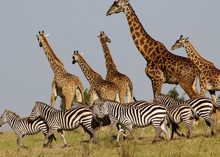 luxury safari kenya