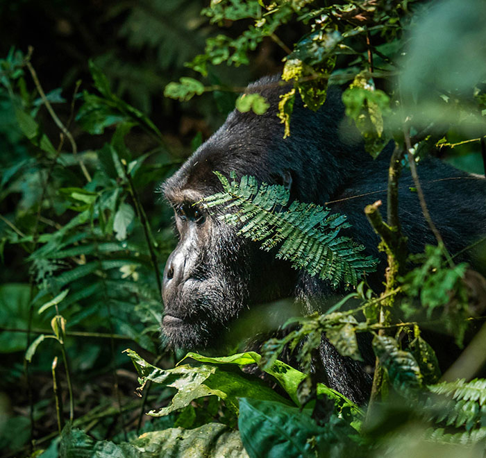 Uganda Primate Safari